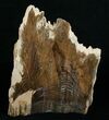 Tall Free-Standing Petrified Wood Specimen #6399-1